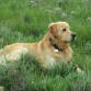 Krom  aparte de ser muy guapo es un animal buenísimo. Nos tiene encantados. No tenemos hijos pero él para nosotros es nuestro bebé. Nobleza, ternura, sensibilidad son algunas características que le definen 
Esperamos estar muchos años contigo pequeñín.
Te queremos con locura!!!!!!!!!!!!